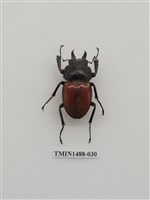 藏品(紅圓翅鍬形蟲)的圖片